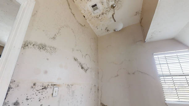 Best Residential Mold Inspection & Testing  in Conneaut Lakeshore, PA
