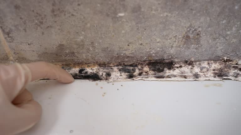 Best Emergency Mold Remediation  in Conneaut Lakeshore, PA